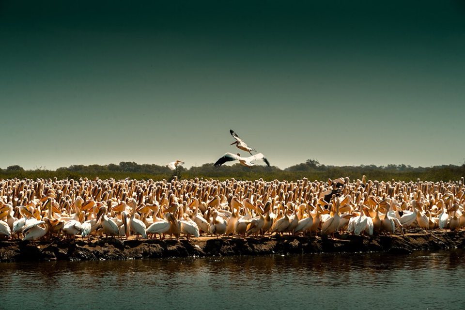 A flock of great white pelicans in Djoudj