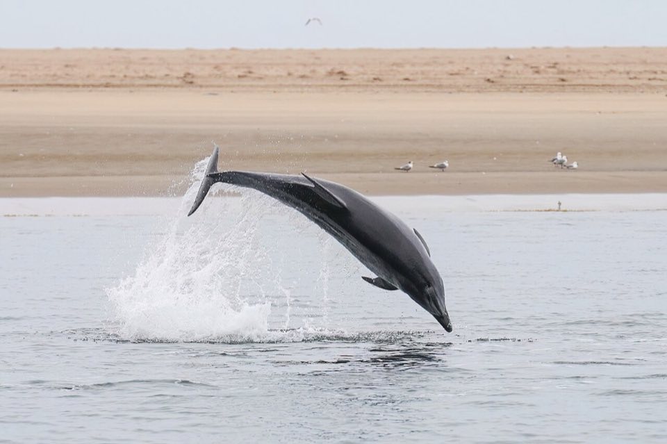 A bottlenose dolphin leaping from the sea