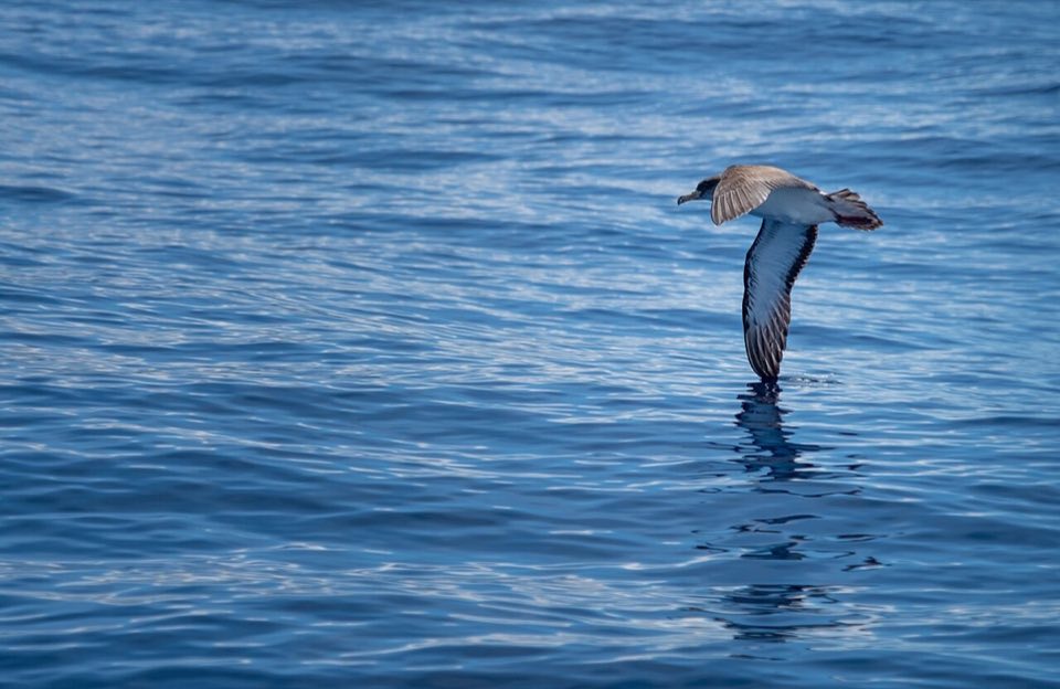 A Cory's shearwater flying low over the sea