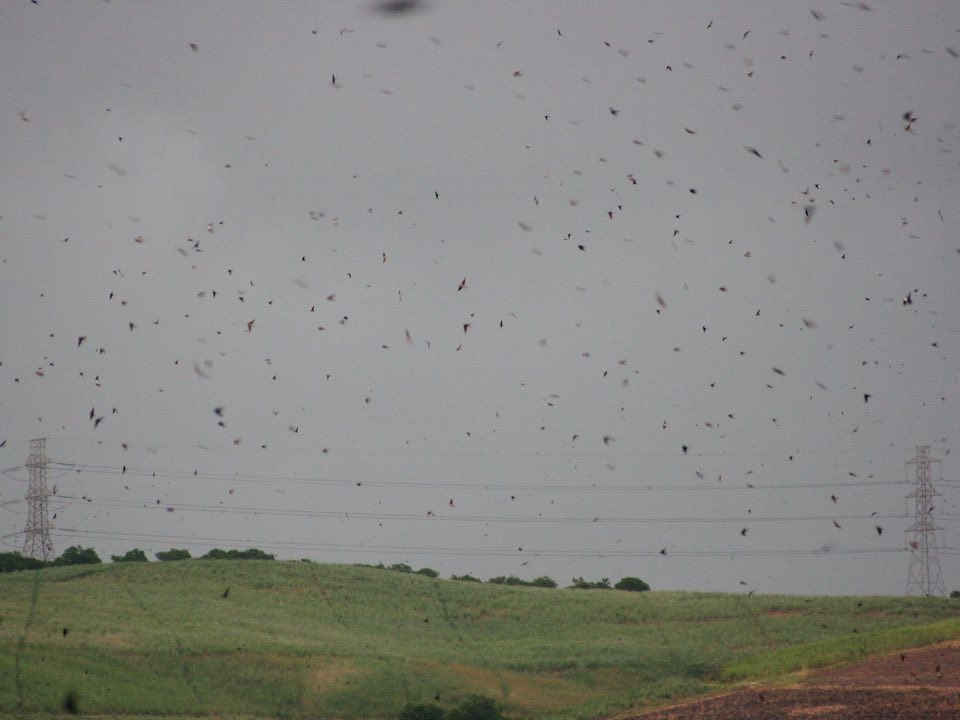 Clouds of barn swallows coming in to roost at dusk