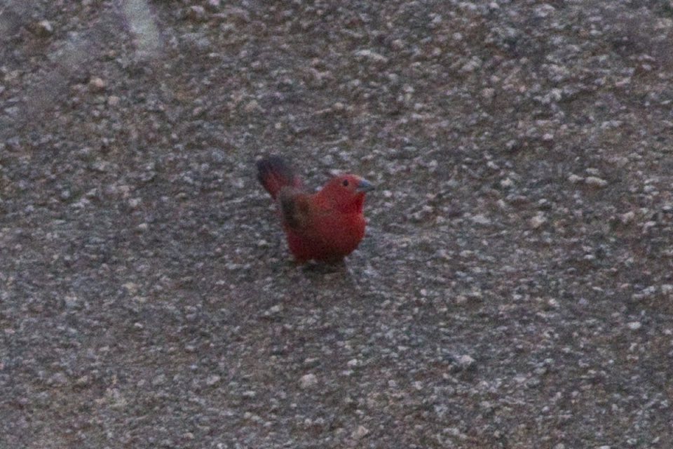 A rock firefinch on the ground