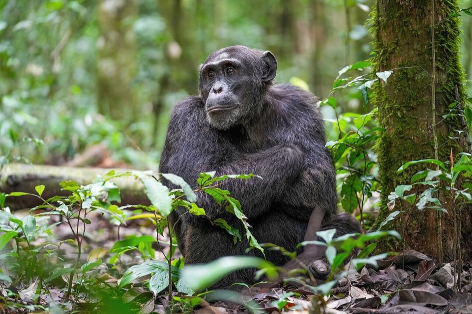A wild chimpanzee in the forest