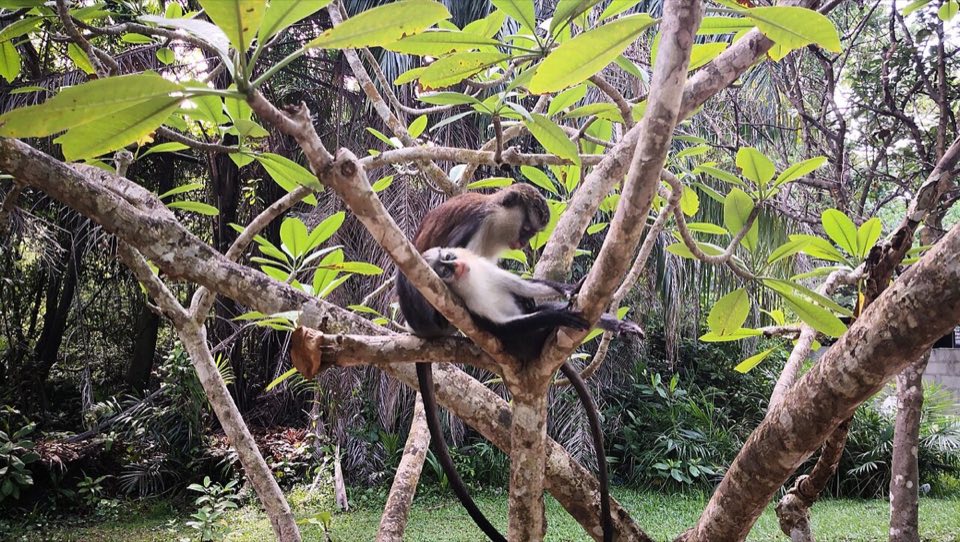 Mona monkeys at Lekki Conservation Centre