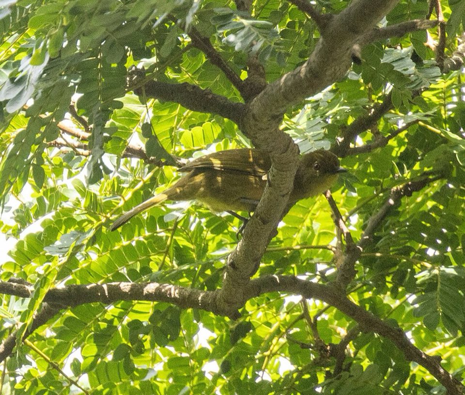 A Cameroon montane greenbul perched in a shrub
