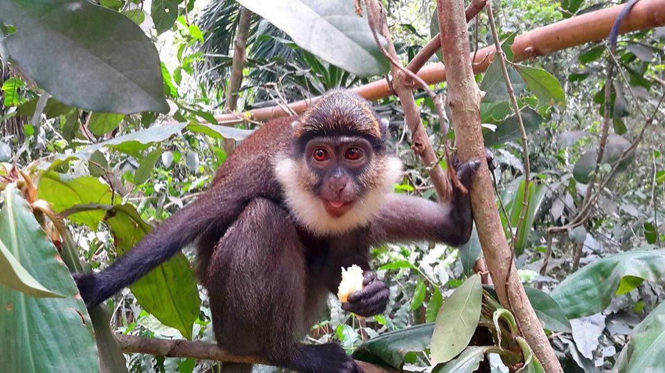 A white-throated guenon in the trees