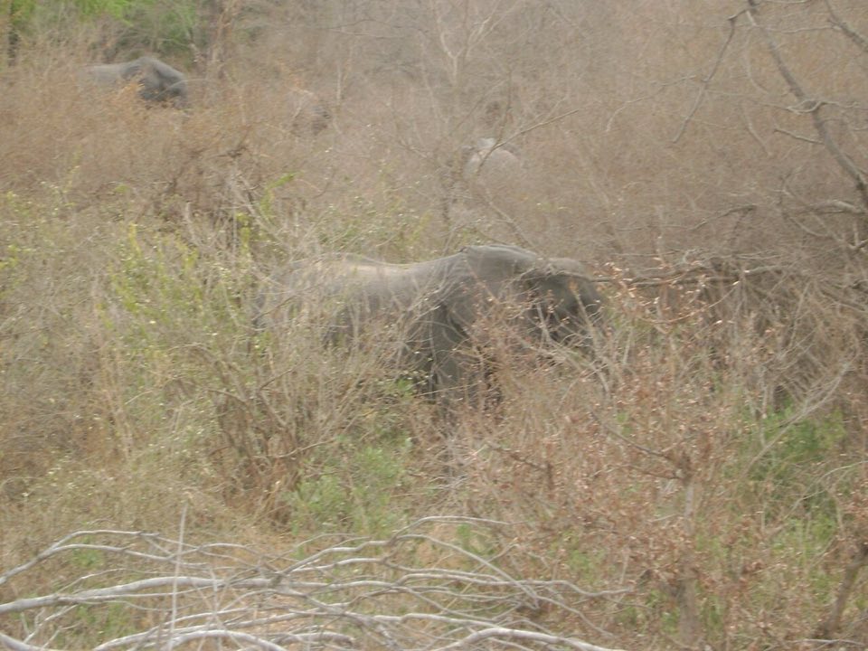 Elephants in Yankari