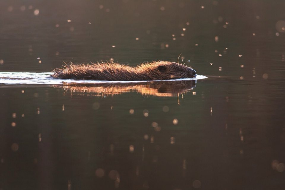 A Eurasian beaver at the water's edge