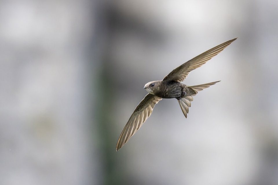 A common swift in flight