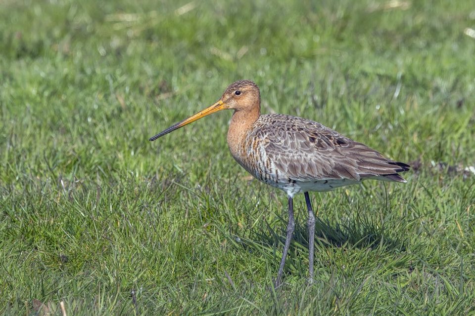 A black-tailed godwit in a Dutch meadow