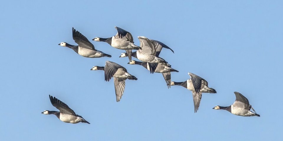A flock of barnacle geese in flight