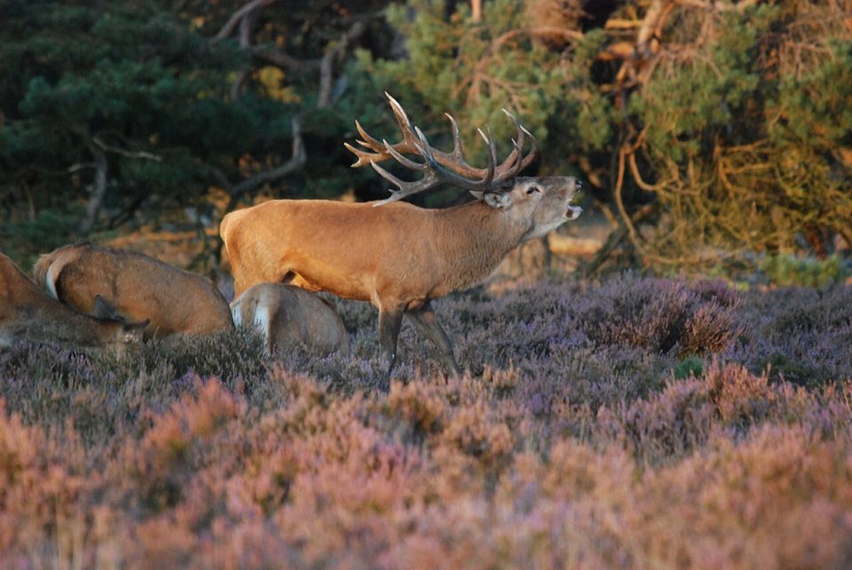 A red deer stag roaring on the Veluwe