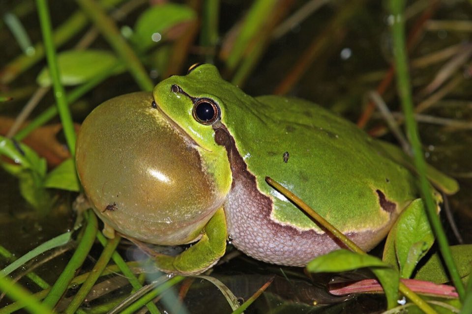 A male tree frog calling with its vocal sac inflated