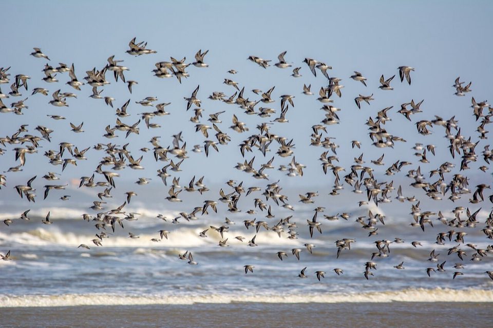 A roost of dunlins, grey plovers and knots on the Wadden mudflats
