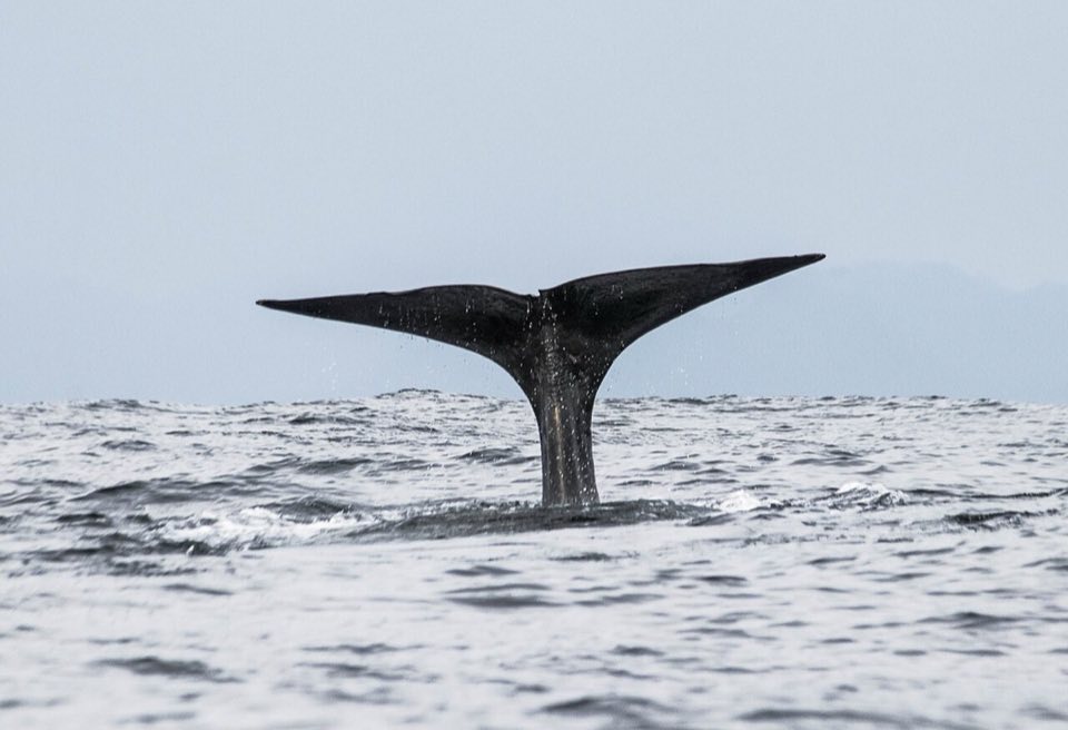 Sperm whale at the surface off Andenes