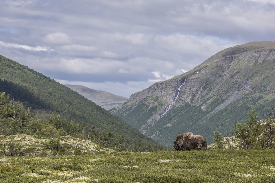 A musk ox bull on the Dovrefjell plateau