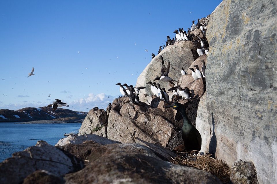 Common guillemots on the bird cliff of Hornøya