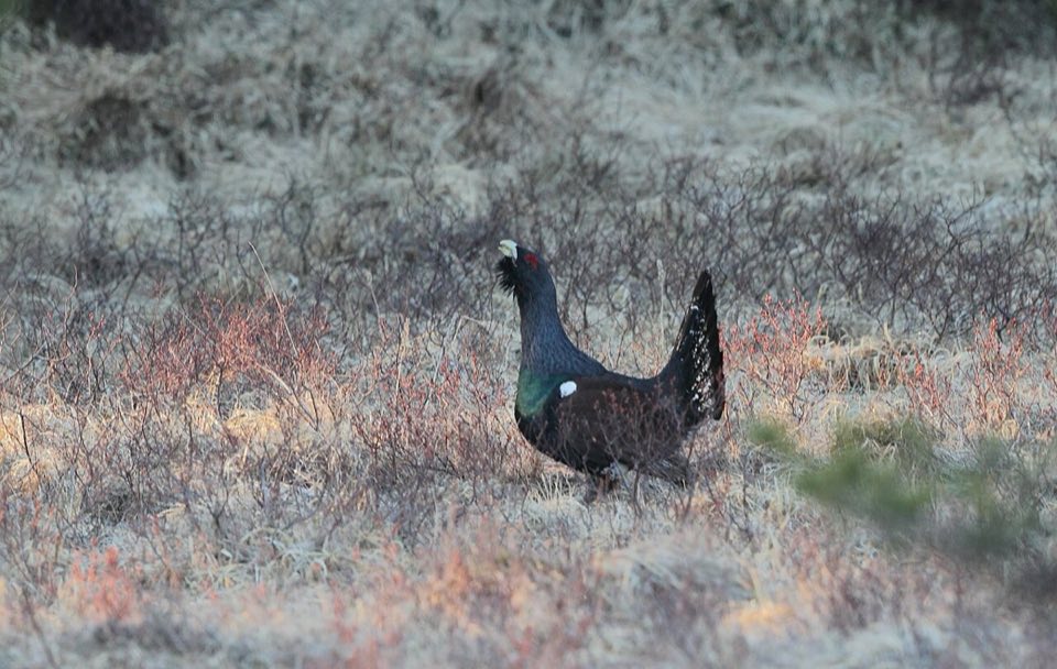 Male capercaillie in a Norwegian forest