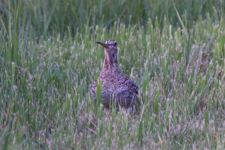 Great snipe standing in grass