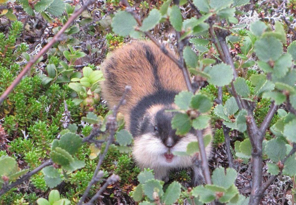 Norway lemming among mountain vegetation
