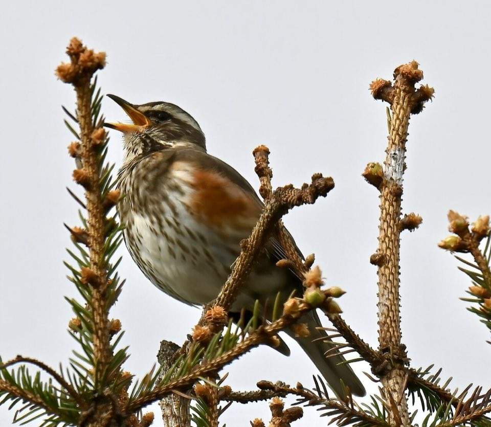 Redwing, a migrant thrush, perched