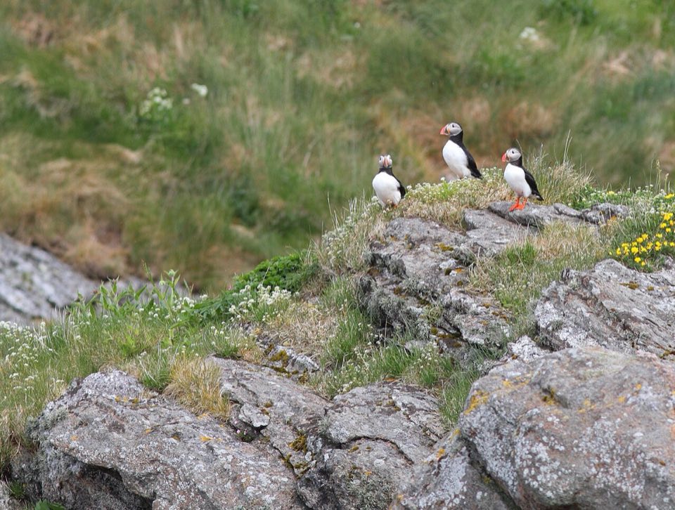 Atlantic puffin standing on the slope of its colony on Røst