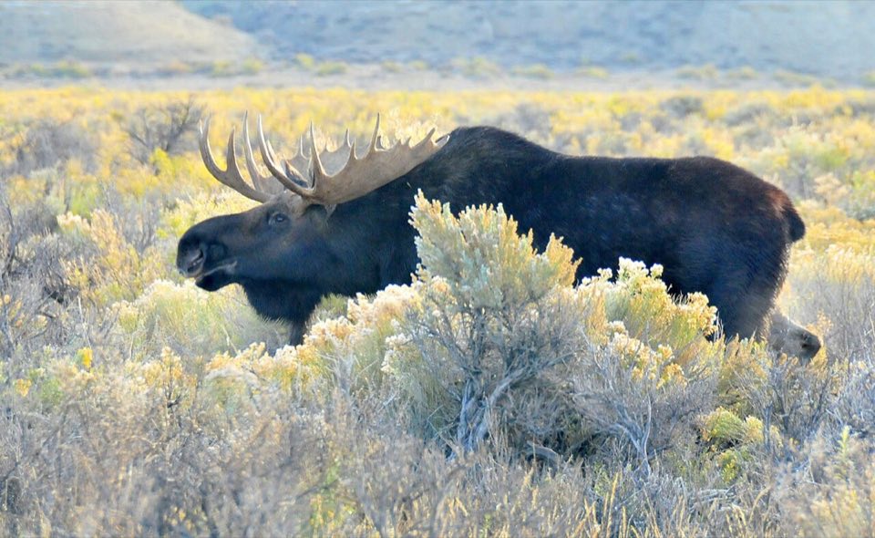 Bull moose with large antlers during the rut
