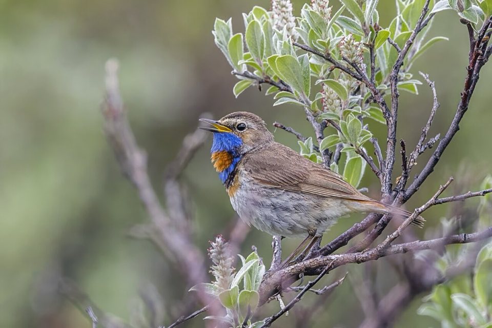 Male bluethroat with its blue and red throat