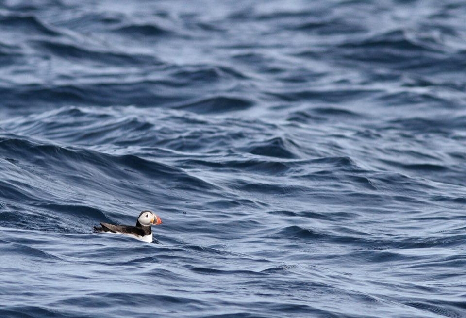 Atlantic puffin on the grassy cliff top at Runde