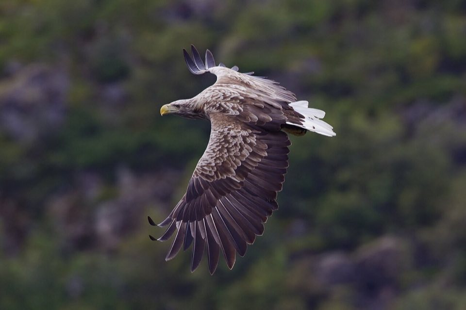 White-tailed eagle in flight over the sea at Svolvær, Lofoten