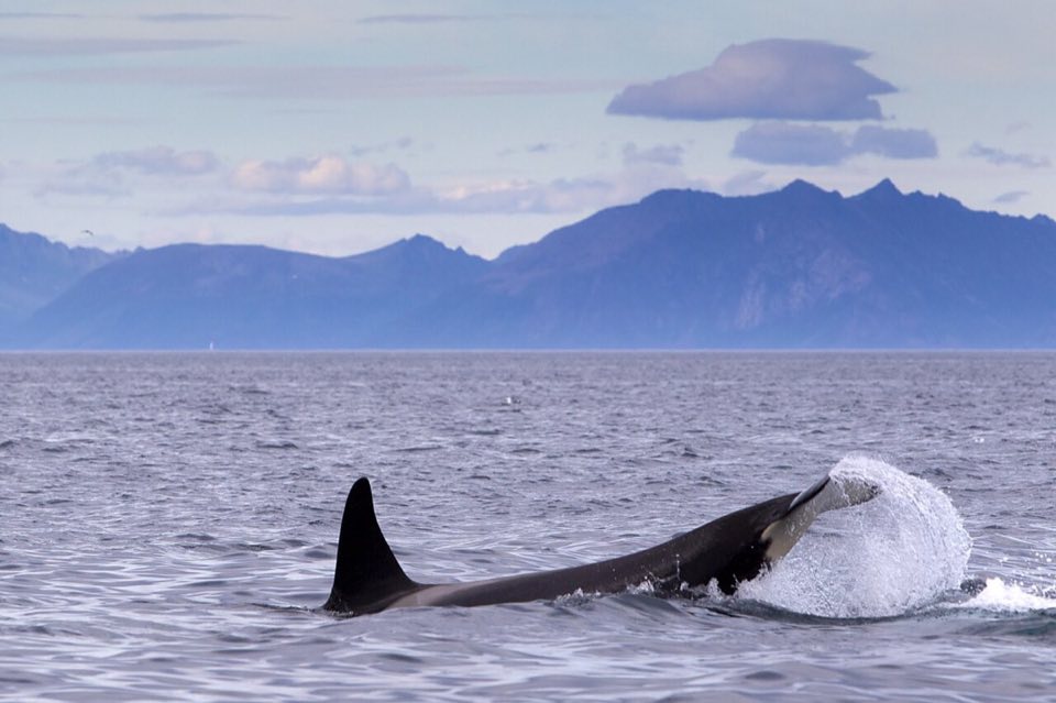 Orcas surfacing in a Norwegian fjord