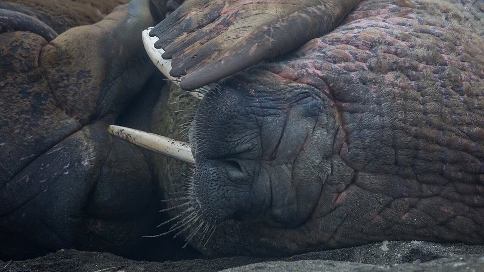 Walruses resting together on a Svalbard beach