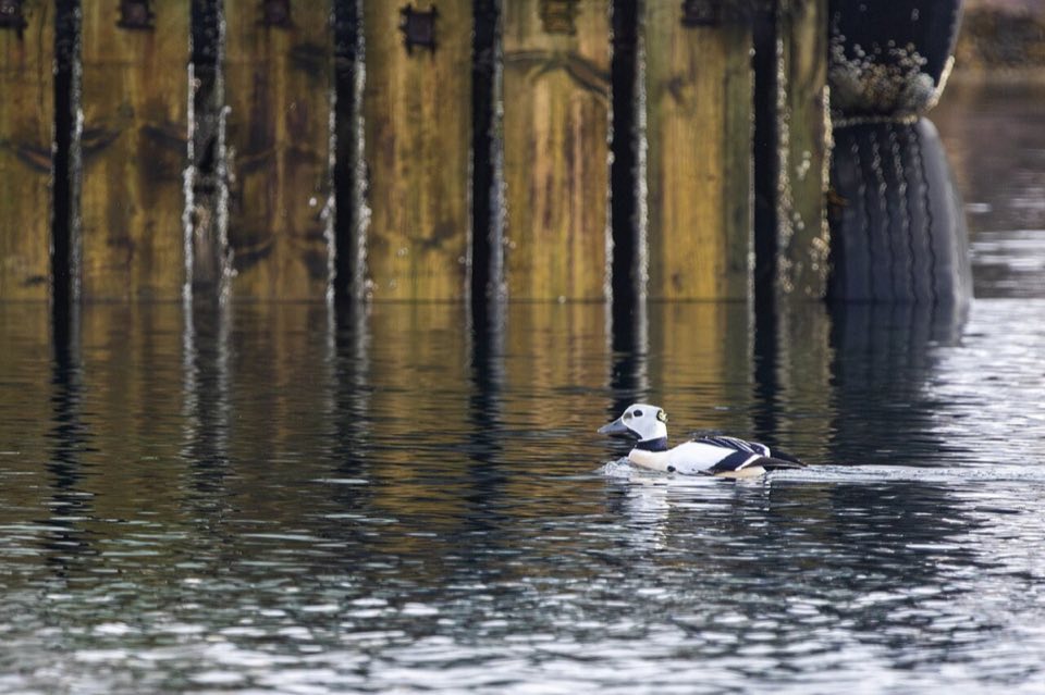 Steller's eiders on the sea at Kiberg, Varanger