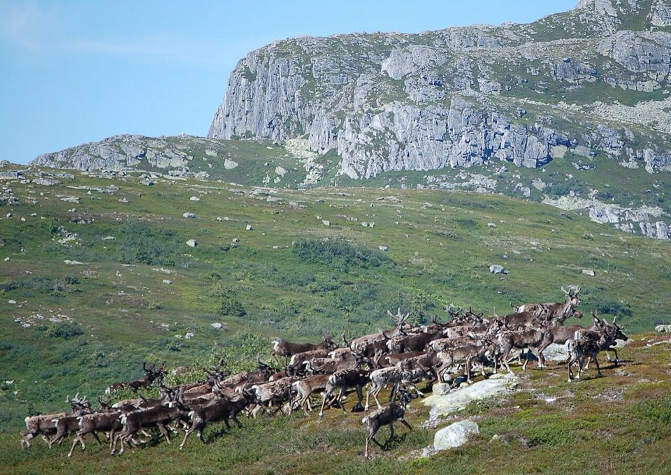 Wild reindeer on the Blefjell plateau