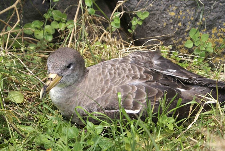 Cory's shearwater