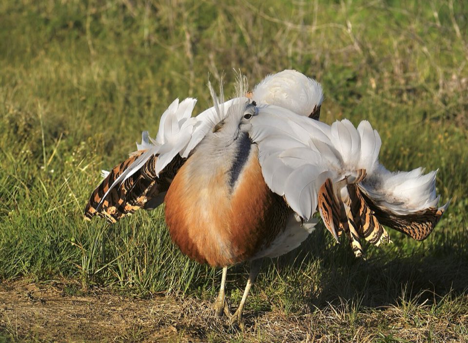 Male great bustard in its foam-bath display