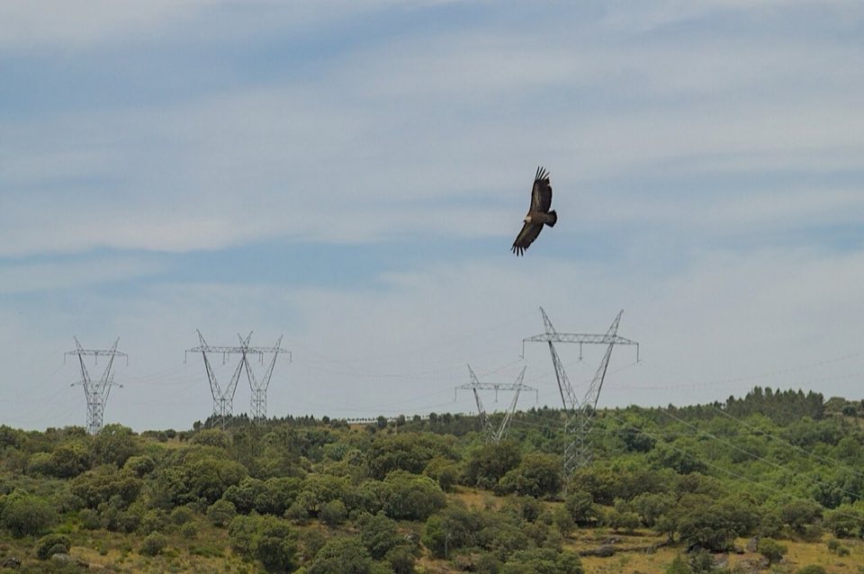 Griffon vulture at the Douro Internacional canyon