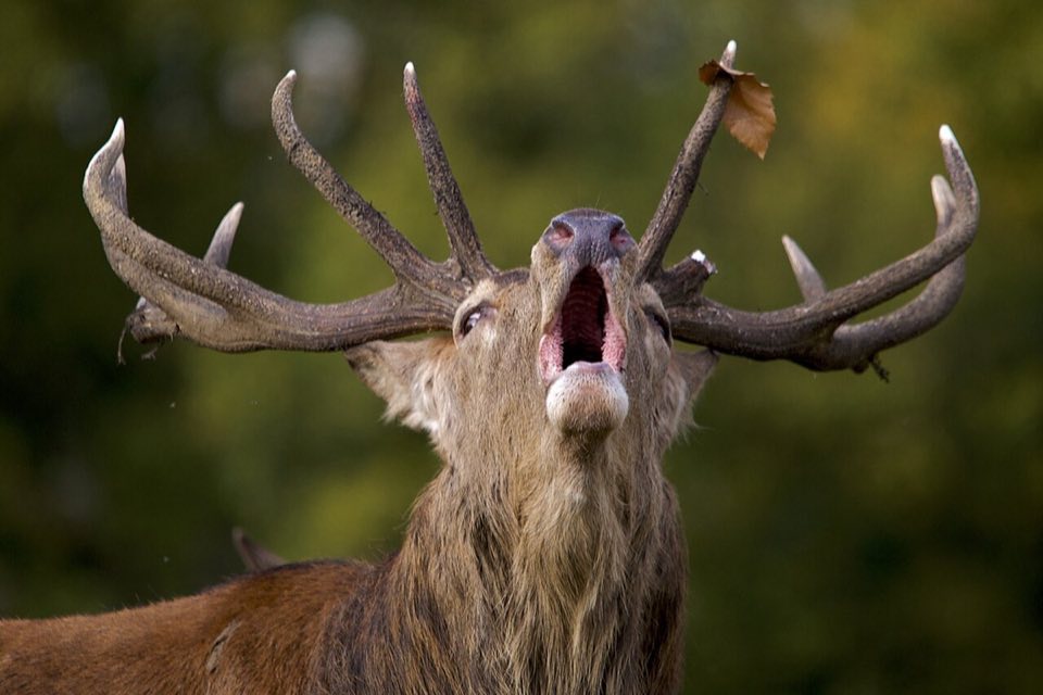 Red deer stag in Galician woodland