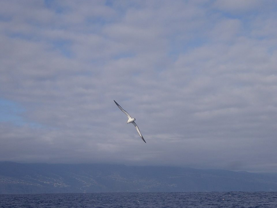 Zino's petrel at sea off Madeira