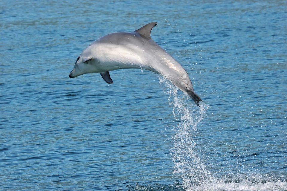 Bottlenose dolphin surfacing in the Sado estuary