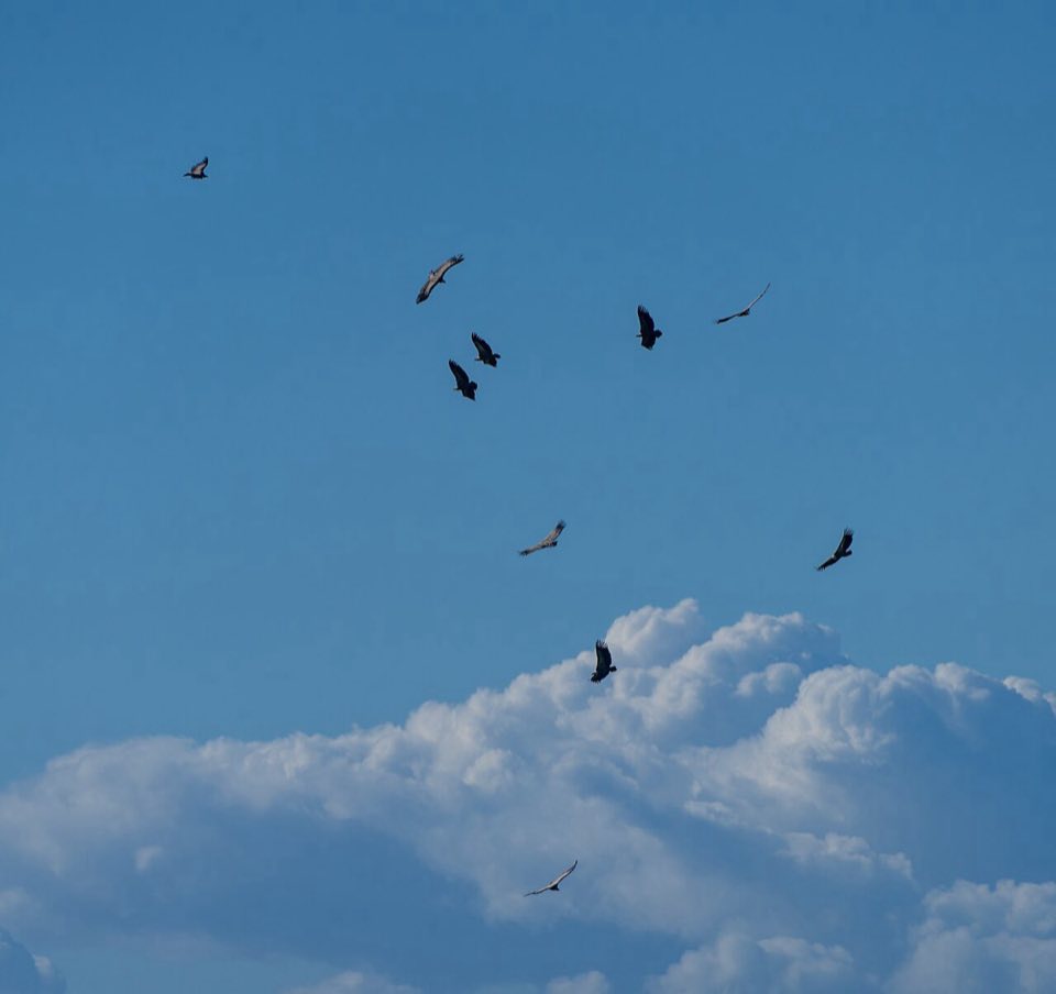 Flock of griffon vultures soaring in the sky