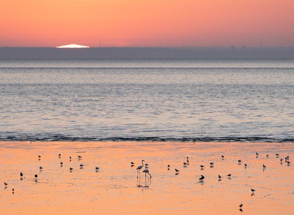Greater flamingos on the Tagus mudflats at sunrise, Lisbon