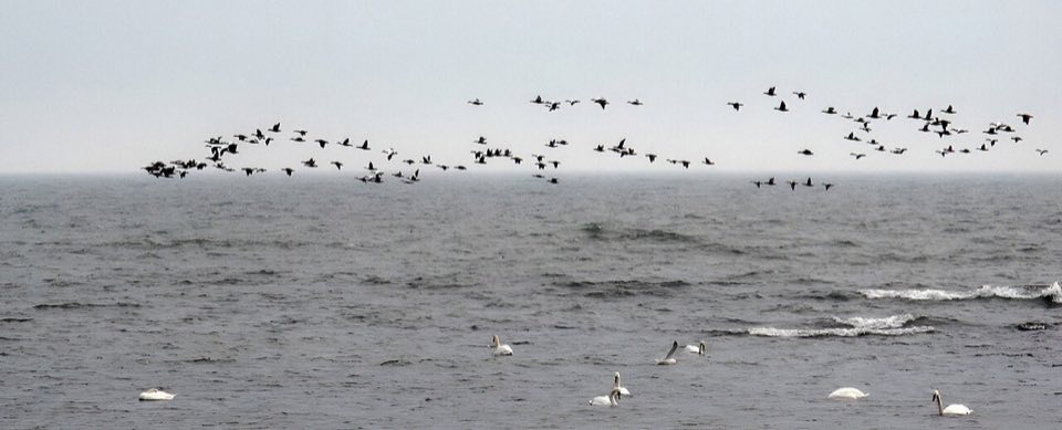 Common eiders flying low over the sea