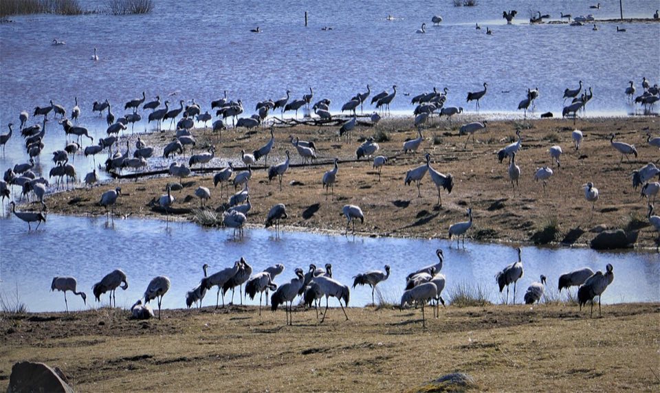 Hundreds of common cranes in the fields at Hornborgasjön