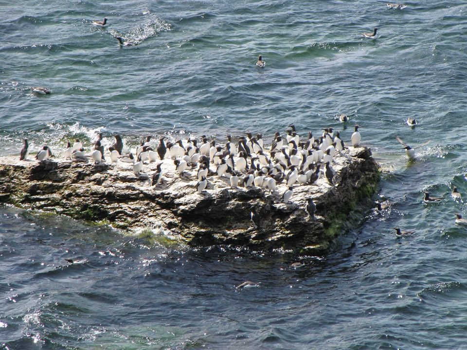 Common guillemots packed on the ledges of Stora Karlsö