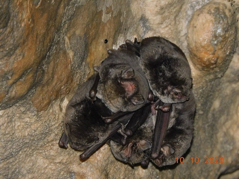 Schreibers' bent-winged bat