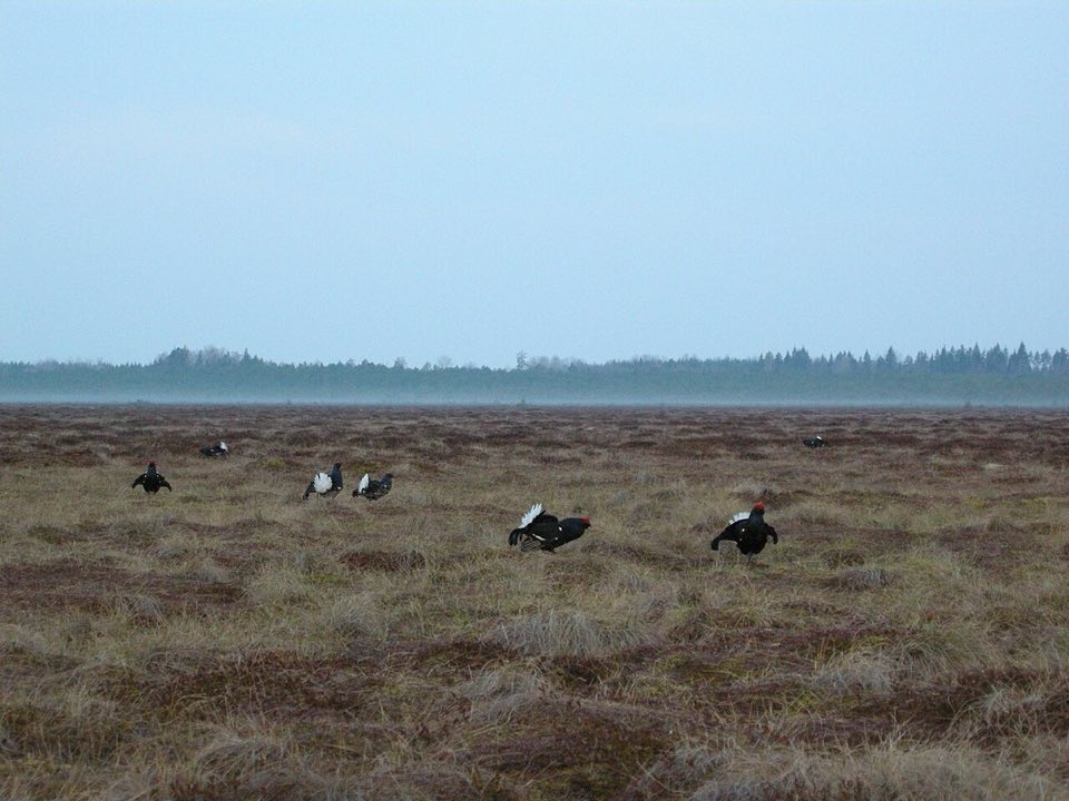 Male black grouse displaying at a lek