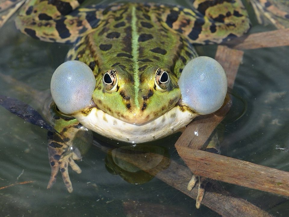 Edible frog calling with its vocal sacs puffed out
