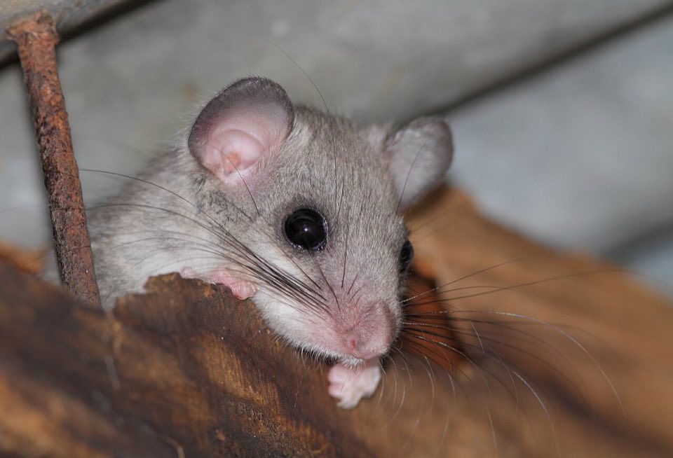 Edible dormouse on a branch