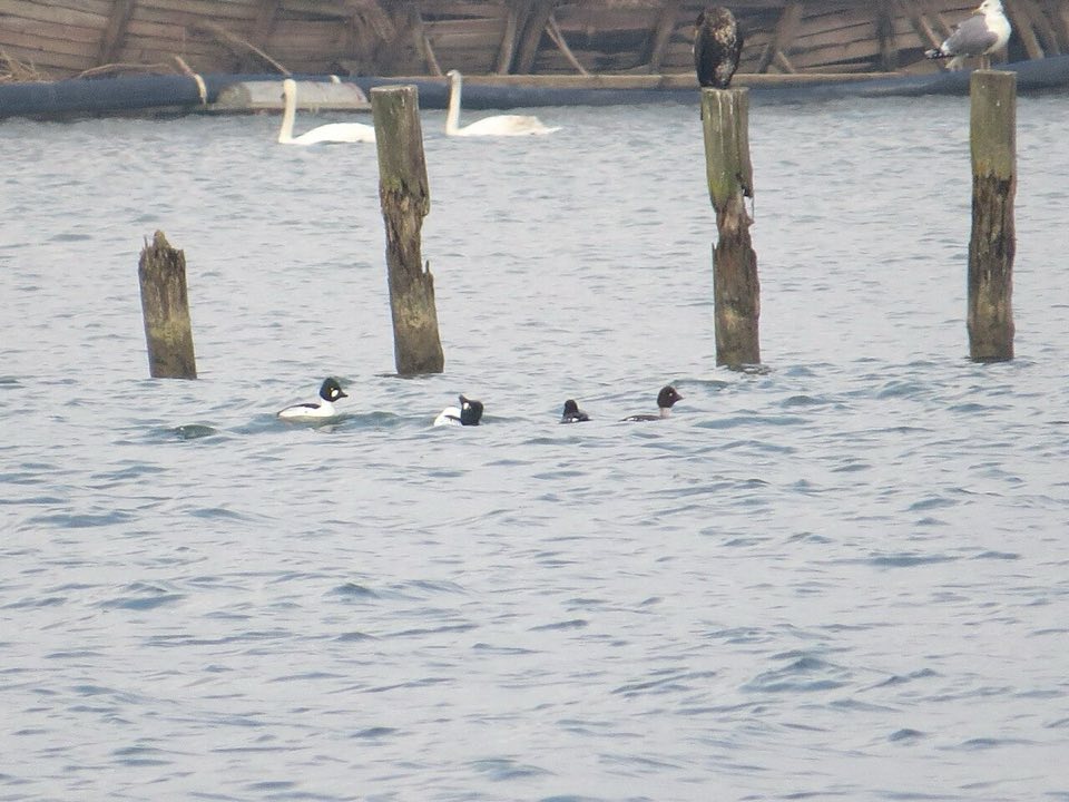 Two male and two female goldeneyes on the water