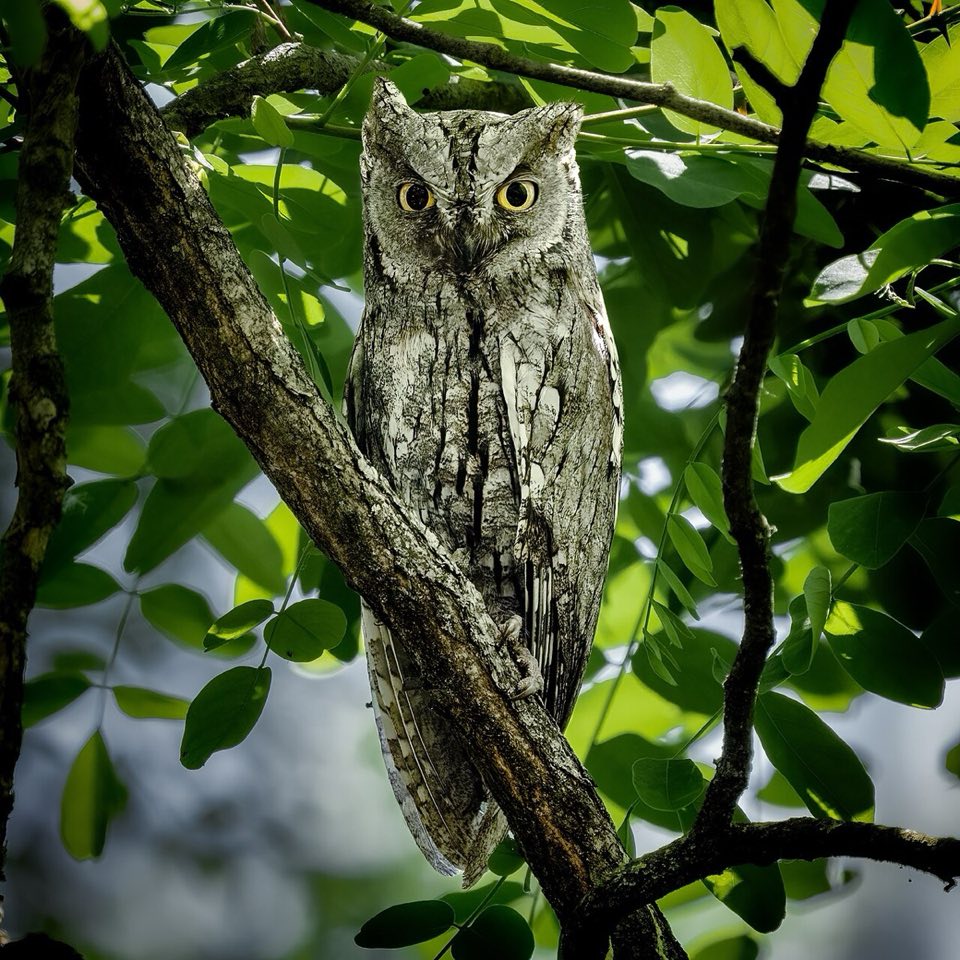 Eurasian scops owl perched